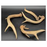 Three Natural Deer Antler Sheds