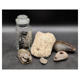 Shark Teeth and Natural Specimens