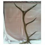 Antler rack