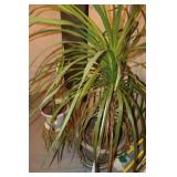 2 Live Plants with Planters. Ponytail Palm Looking