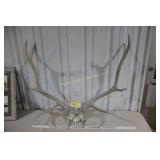 Elk Antlers