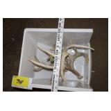 deer antlers