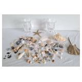 Assortment of Shells, starfish, stingray, shark