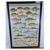Kentucky fish print 26"x37"