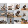 World Class Taxidermy Auction