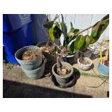 Potted Plants in Various Containers