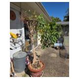 Ficus Tree in Decorative Terracotta Pot
