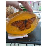 Oval Amber Resin Paperweight With Encased Monarch