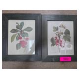 Framed Botanical Prints Depicting Cherries and Cur