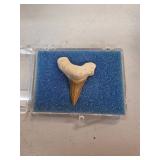 Fossilized Shark Tooth Encased in Protective Displ