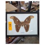 Framed Atlas Moth Butterfly Display