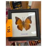 Framed Display of The Tawny Rajah Butterfly