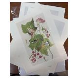 Audubon Prints Featuring Botanical Elements