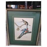 Framed Audubon Bird Print by Ethan Allen