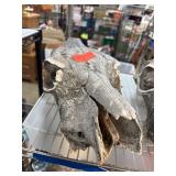 Animal Skull with Natural Weathering