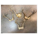 Four Deer Antler Mounts