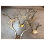 Deer Antler Mounts