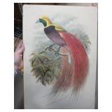 Paradisea Intermedia Lithograph by W. Hart