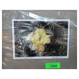 Chris Thornton Photo of Cactus Near Zapata Falls