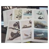 Audubon Bird Lithograph Print Collection