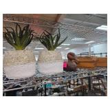 Decorative Items Including Wooden Boxes