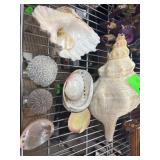 Seashells and Marine Decor Items