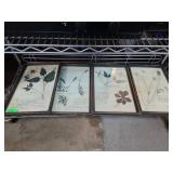 Four Botanical Press Framed Displays