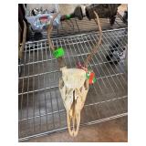 Deer Skull with Antlers on Display