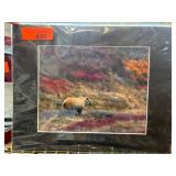 Blonde Grizzly in Denali Matte Print Twitchell