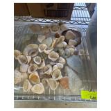 Seashells and Stones