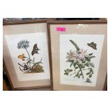 Framed Botanical Prints