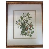 Framed Botanical Print Signed by Artist