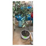 Potted Artificial Olive Tree