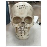 Anatomical Human Skull Model with Labeled Bones