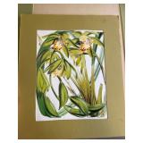 Botanical Lithographs by Joseph Mansell