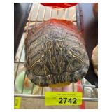 Decorative Turtle Shell Display Piece