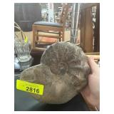 Fossilized Ammonite Specimen with Visible Sutures