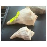 Two Natural Sea Shells