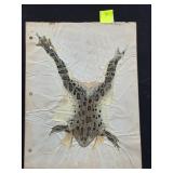 Vintage Preserved Frog Specimen Display