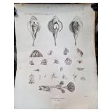 19th-Century Anatomical Fish Engraving