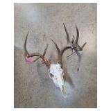 Deer Skull With Antlers Display Piece