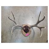 Mounted Antlers on Wooden Plaque