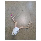 Deer Skull With Antlers Mount