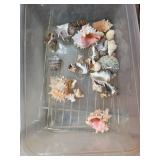 Seashells in Plastic Container