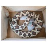 Highly Realistic Snake Figurine in Coiled Pose