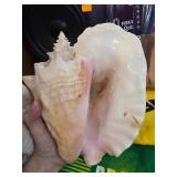 Large Natural Conch Shell with Pink Interior