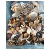 Seashells in Various Shapes