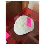 Natural Coral Specimen for Display or Study