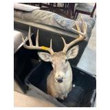 Taxidermy Deer Head with Antlers on Display
