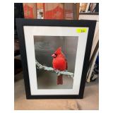 Framed Photograph of Cardinal on Branch